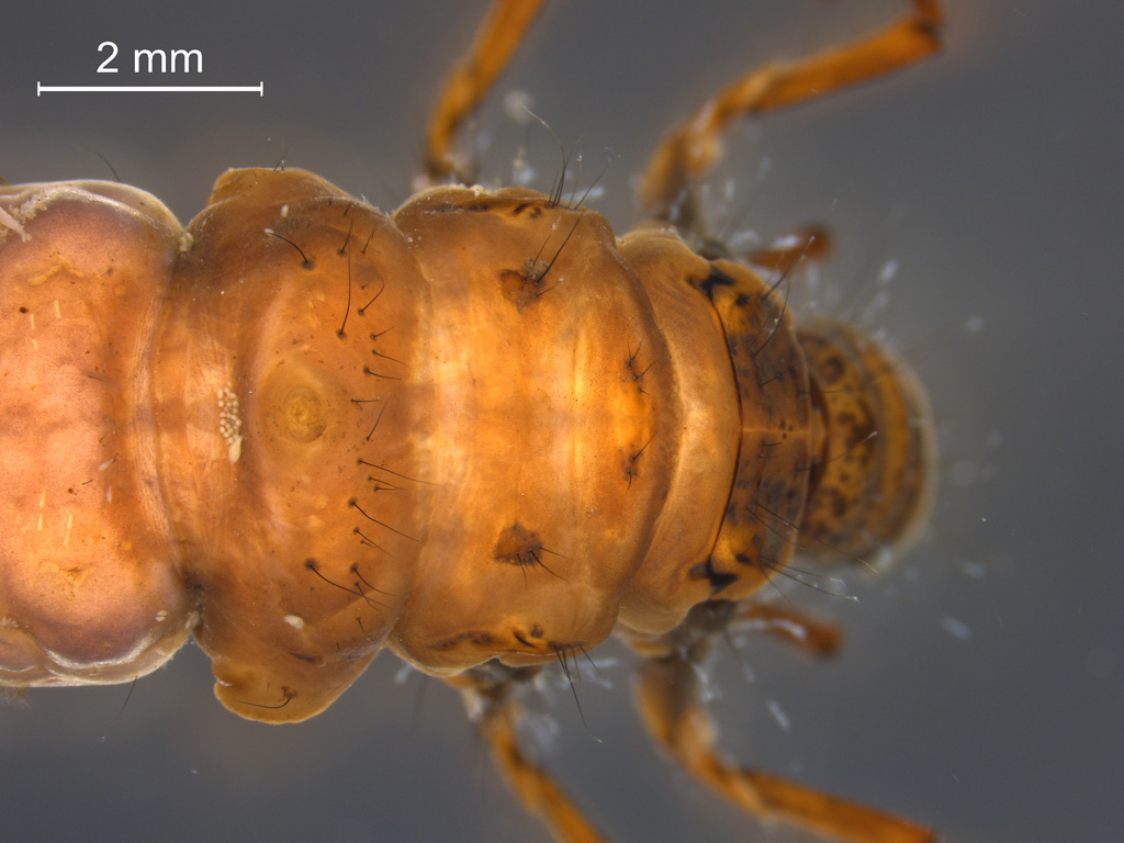 Hydatophylax infumatus